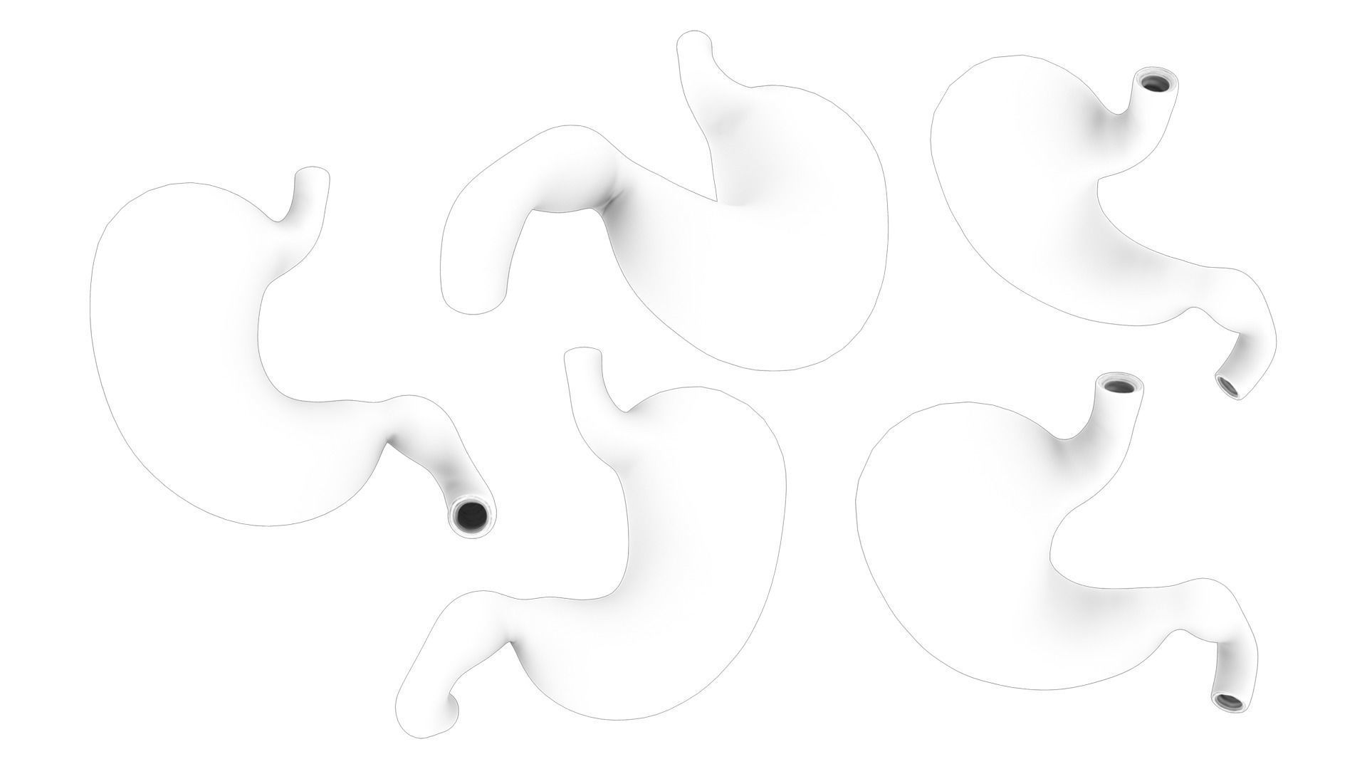 Stomach Complete Version 3D model_12