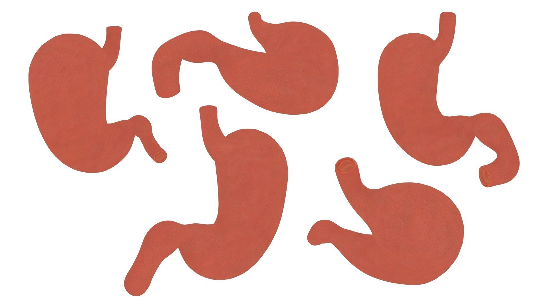 Stomach Complete Version 3D model_6