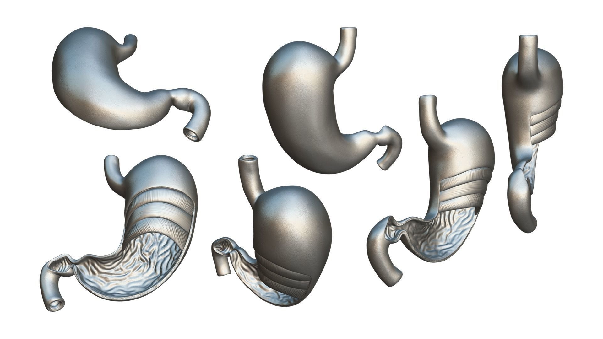 Stomach Complete Version 3D model_9