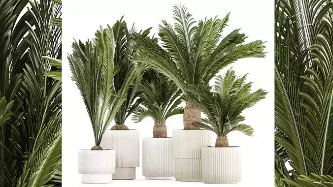 Set of plants in white pots for outdoors Cycas 1426