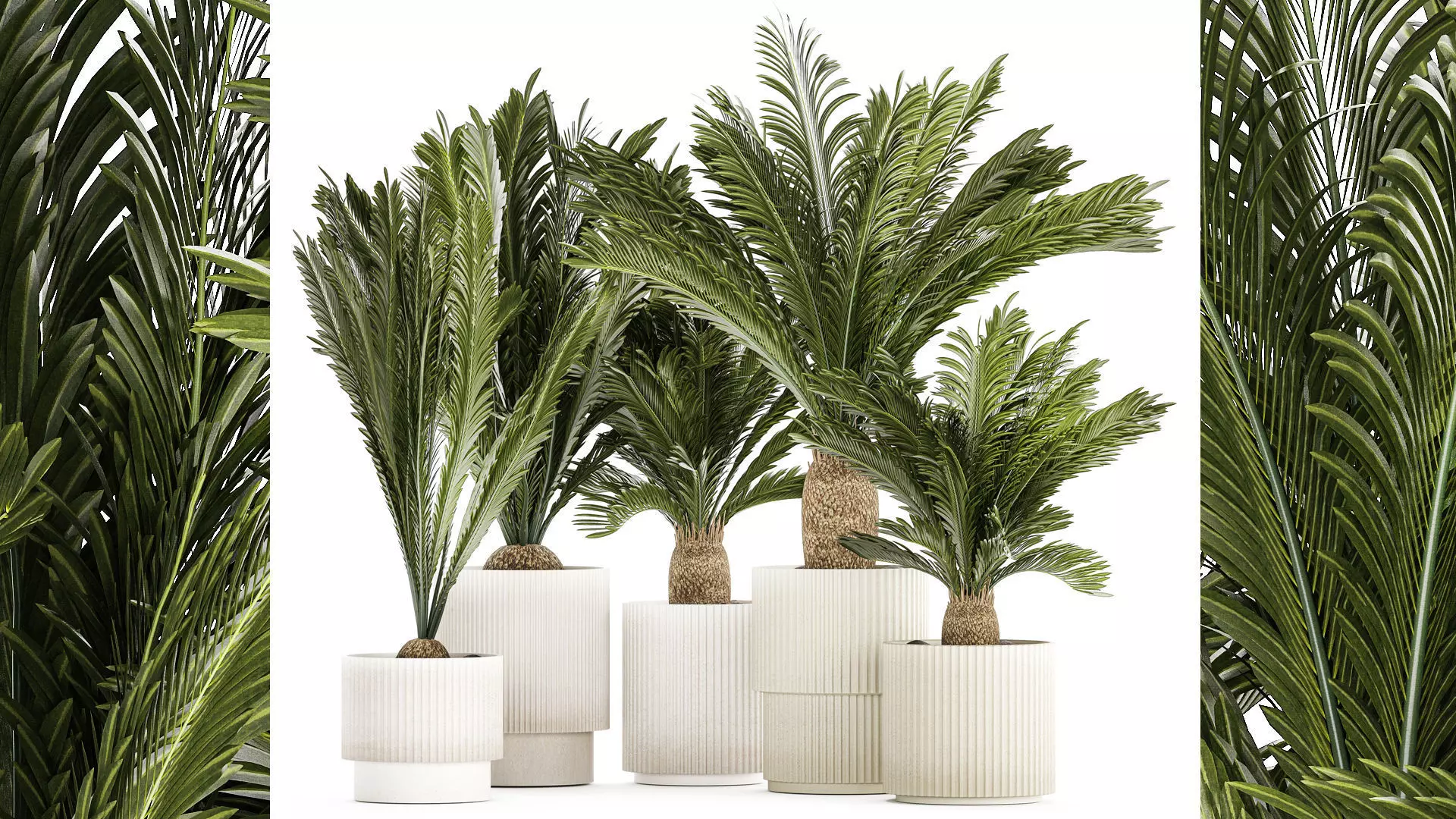 Set of plants in white pots for outdoors Cycas 1426 3D model
