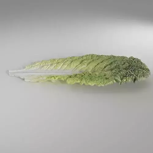 Lettuce Romaine Leaf Low-poly 3D model 5
