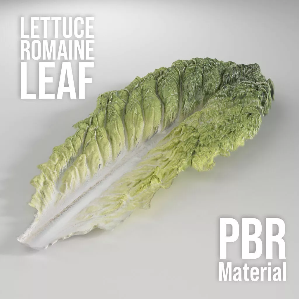 Lettuce Romaine Leaf Low-poly 3D model