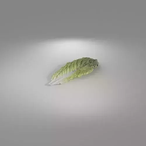 Lettuce Romaine Leaf Low-poly 3D model 7