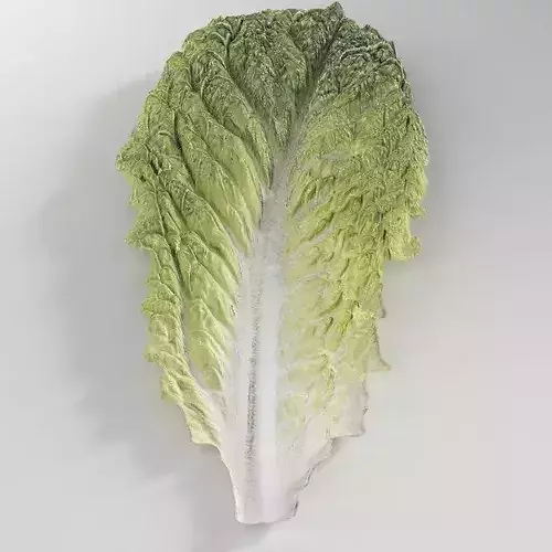 Lettuce Romaine Leaf Low-poly 3D model 6