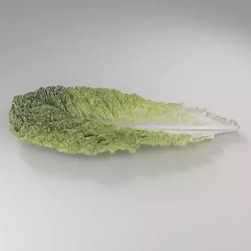 Lettuce Romaine Leaf Low-poly 3D model 4