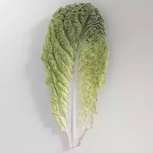 Lettuce Romaine Leaf Low-poly 3D model 3