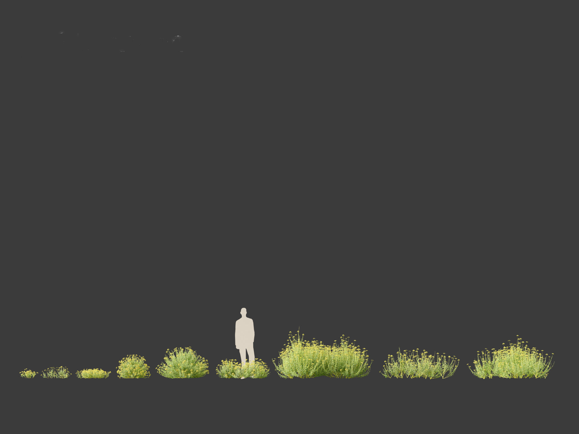 Bupleurum fruticosum - Shrubby Hares Ear 3D model_6