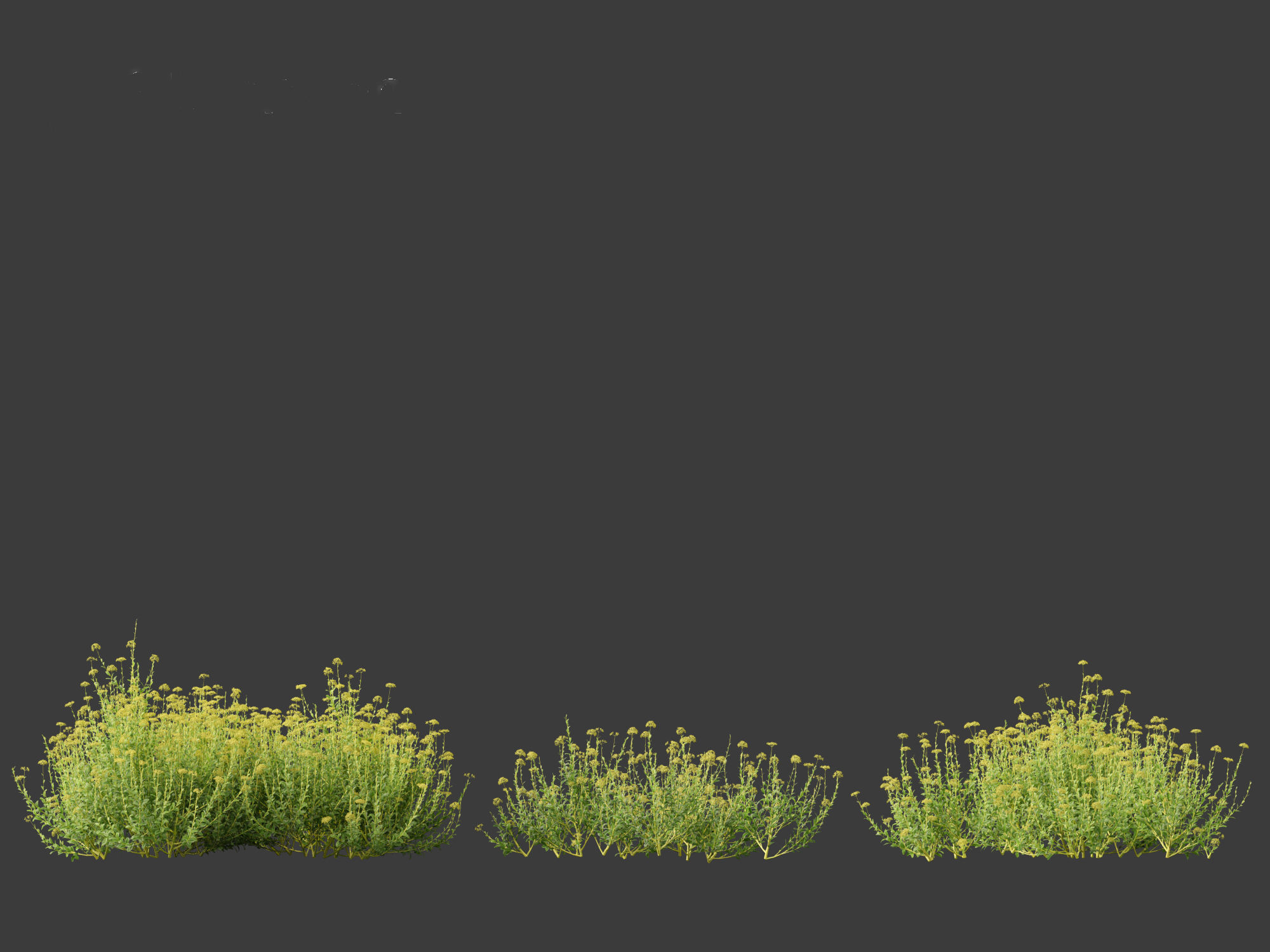 Bupleurum fruticosum - Shrubby Hares Ear 3D model_11