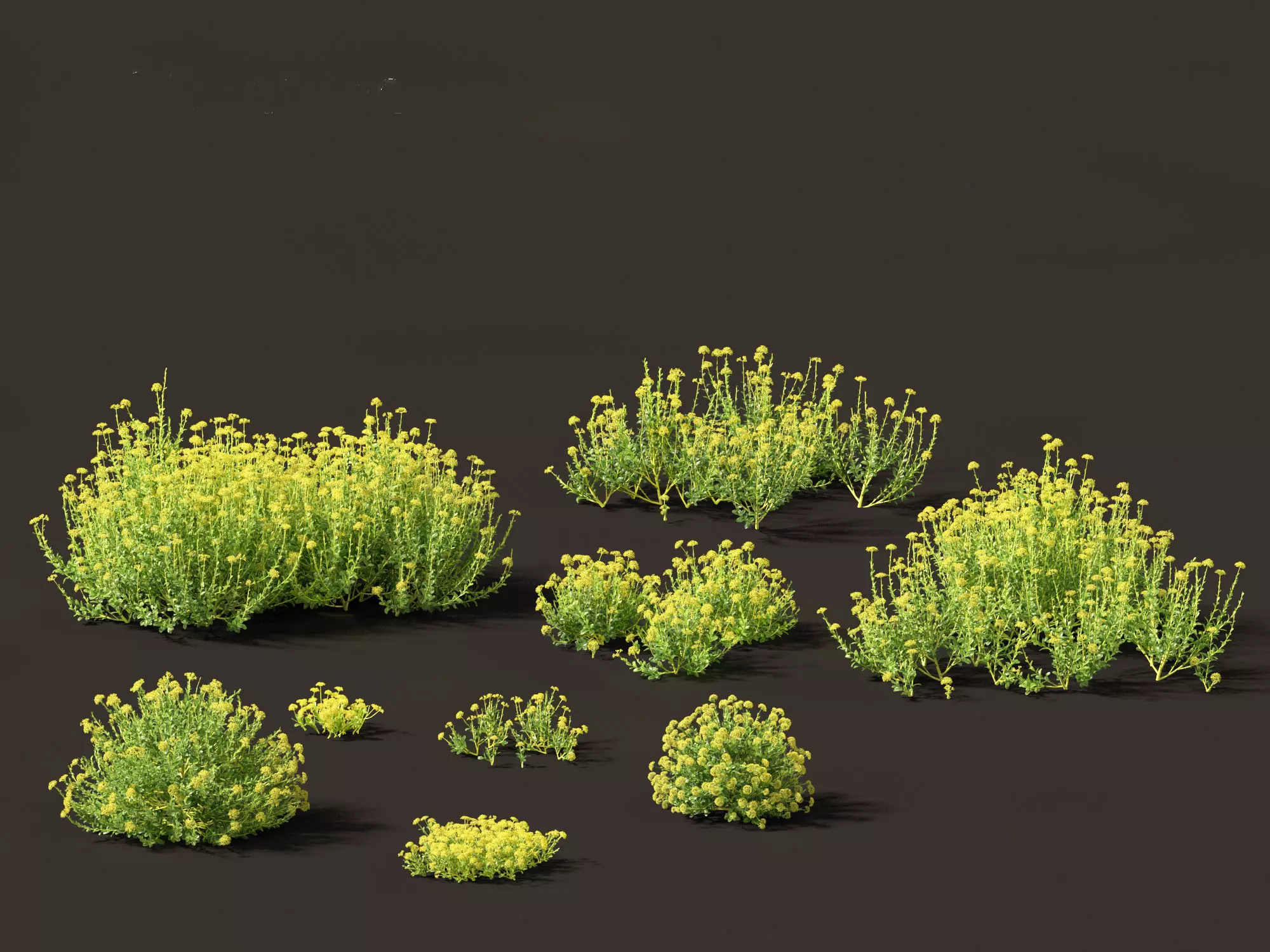 Bupleurum fruticosum - Shrubby Hares Ear 3D model_0