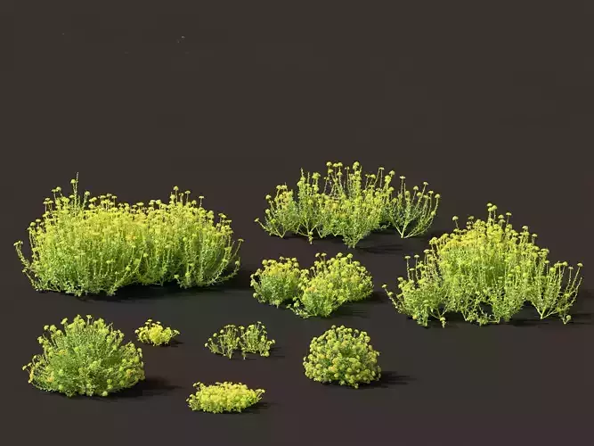 Bupleurum fruticosum - Shrubby Hares Ear