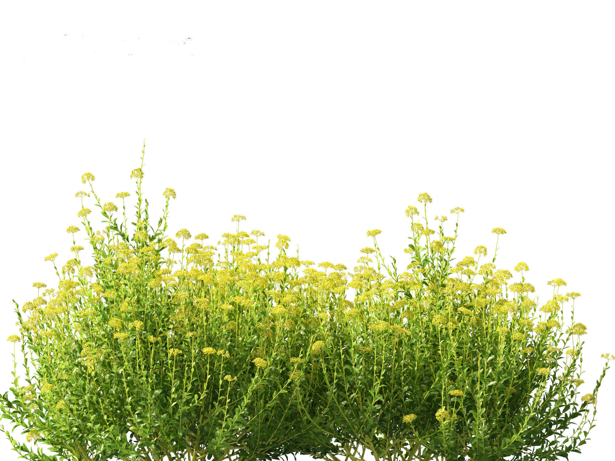 Bupleurum fruticosum - Shrubby Hares Ear 3D model_4