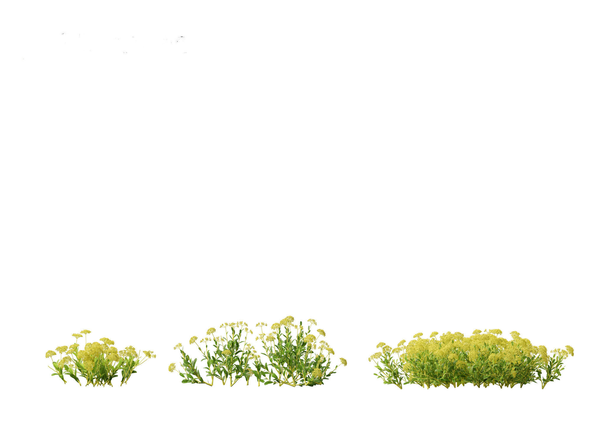 Bupleurum fruticosum - Shrubby Hares Ear 3D model_8