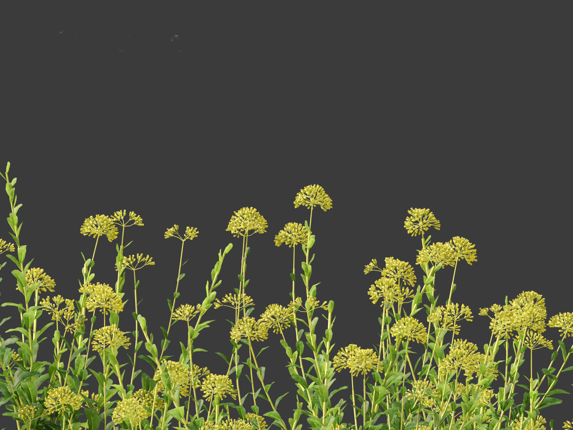 Bupleurum fruticosum - Shrubby Hares Ear 3D model_2