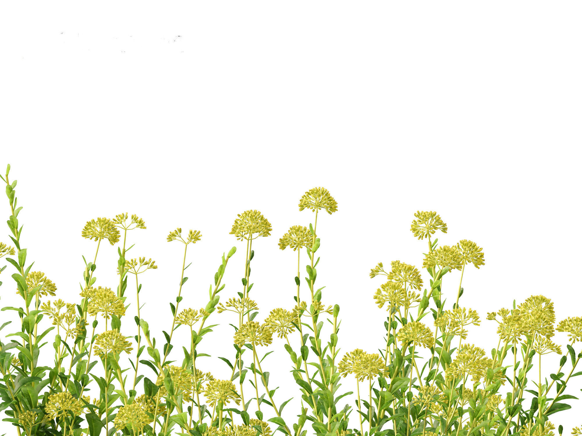 Bupleurum fruticosum - Shrubby Hares Ear 3D model_3