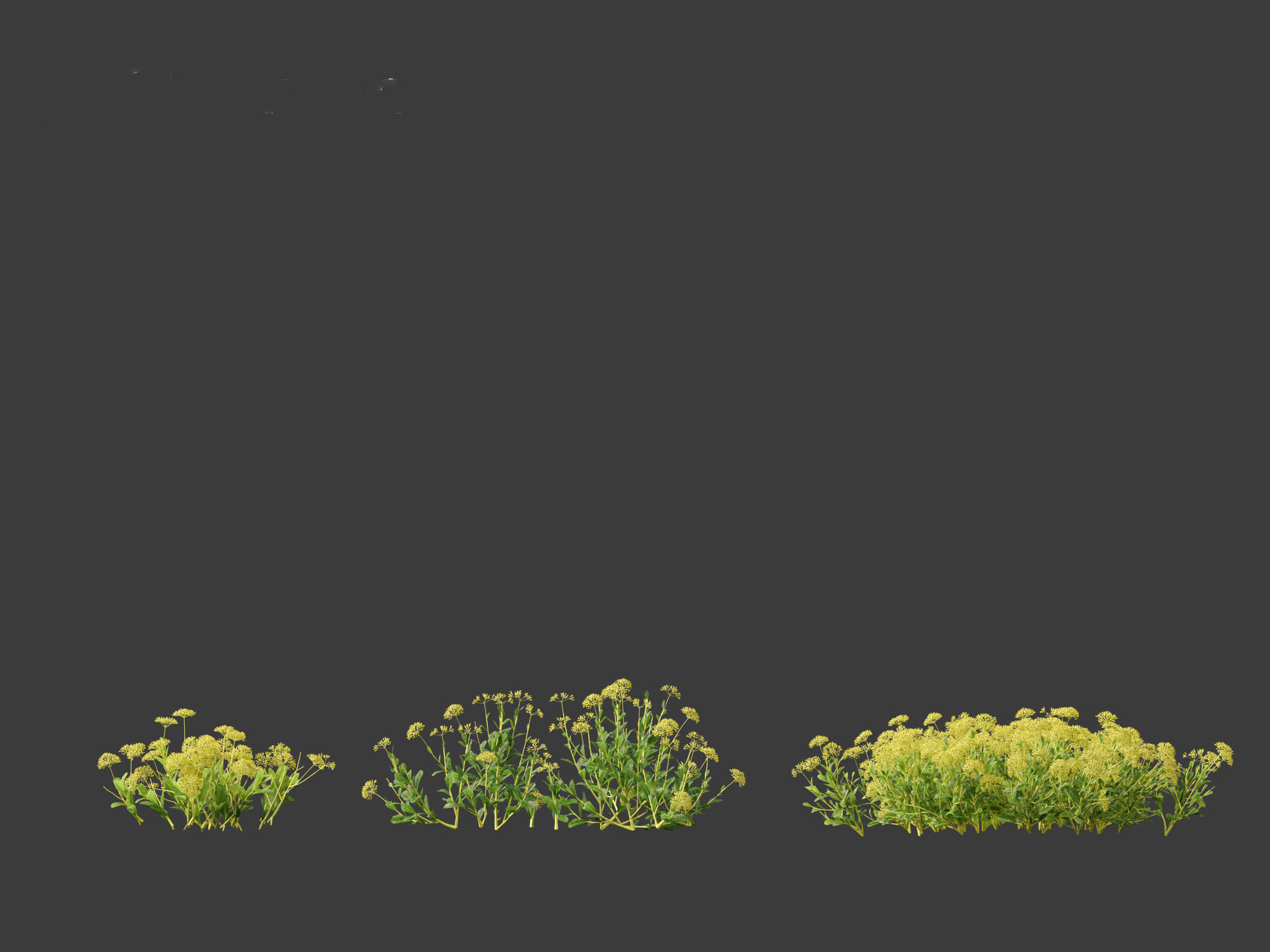 Bupleurum fruticosum - Shrubby Hares Ear 3D model_7