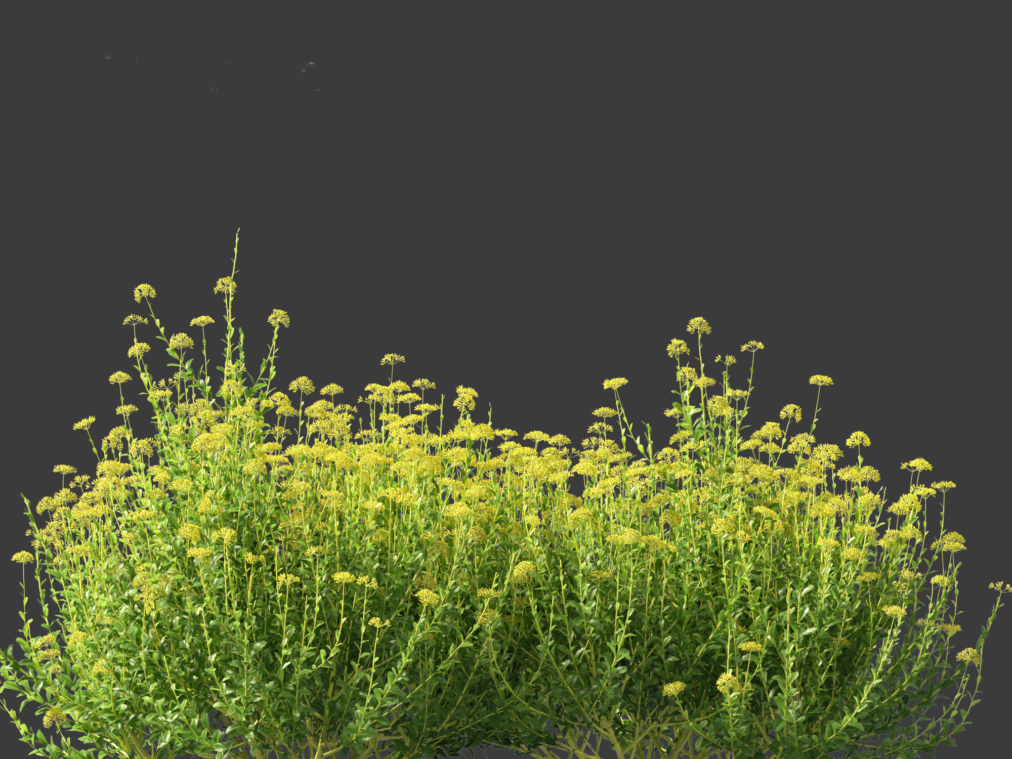 Bupleurum fruticosum - Shrubby Hares Ear 3D model_5