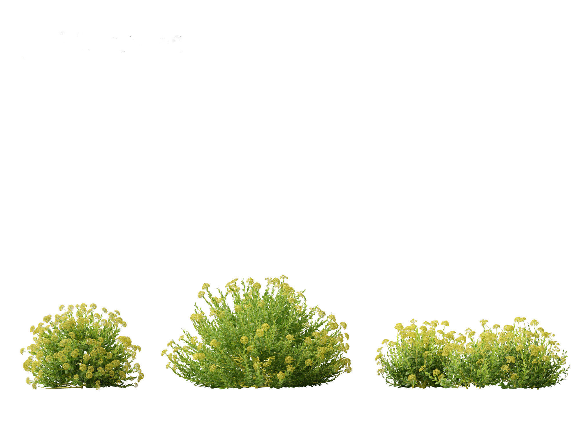 Bupleurum fruticosum - Shrubby Hares Ear 3D model_9