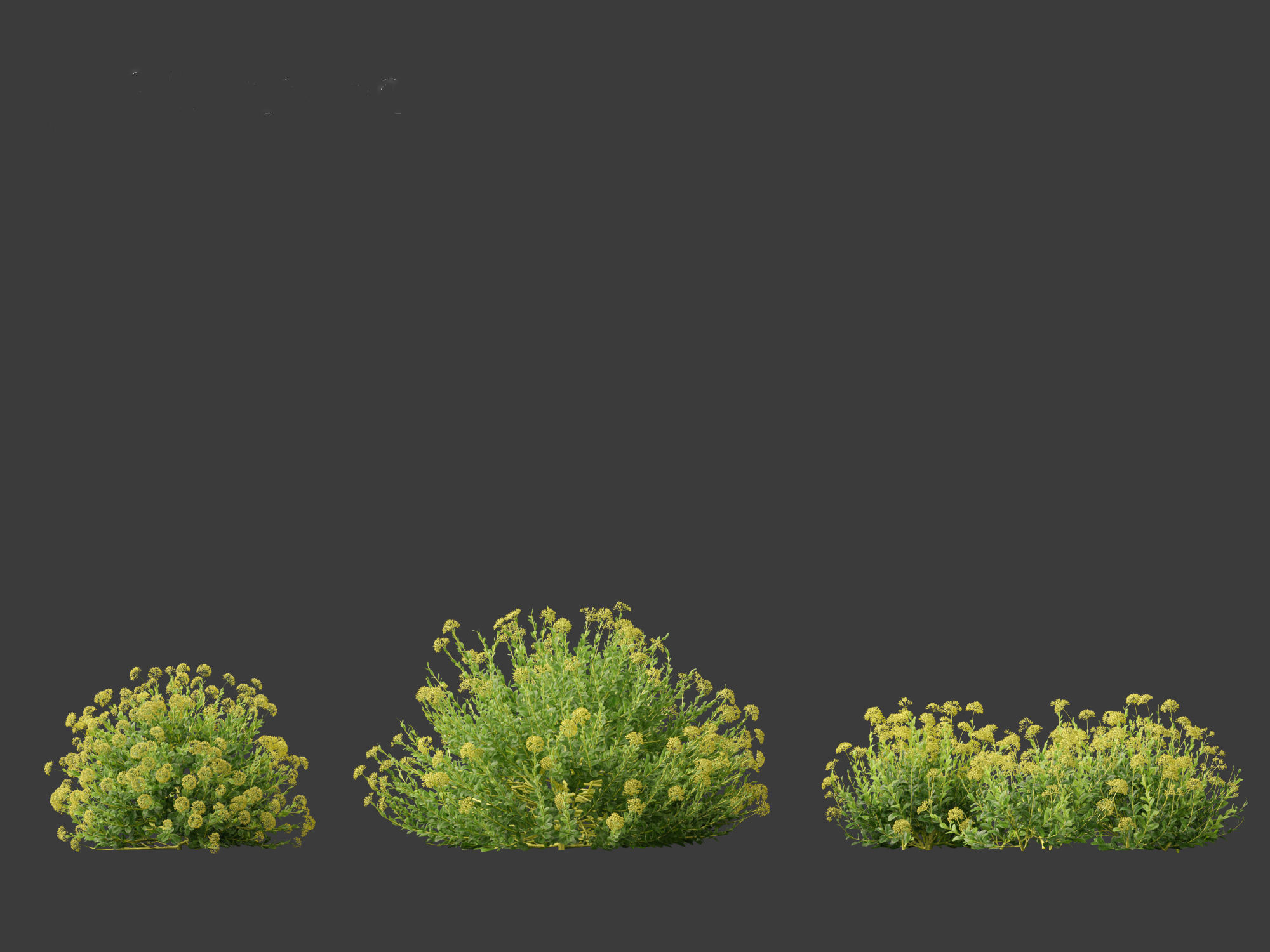 Bupleurum fruticosum - Shrubby Hares Ear 3D model_10