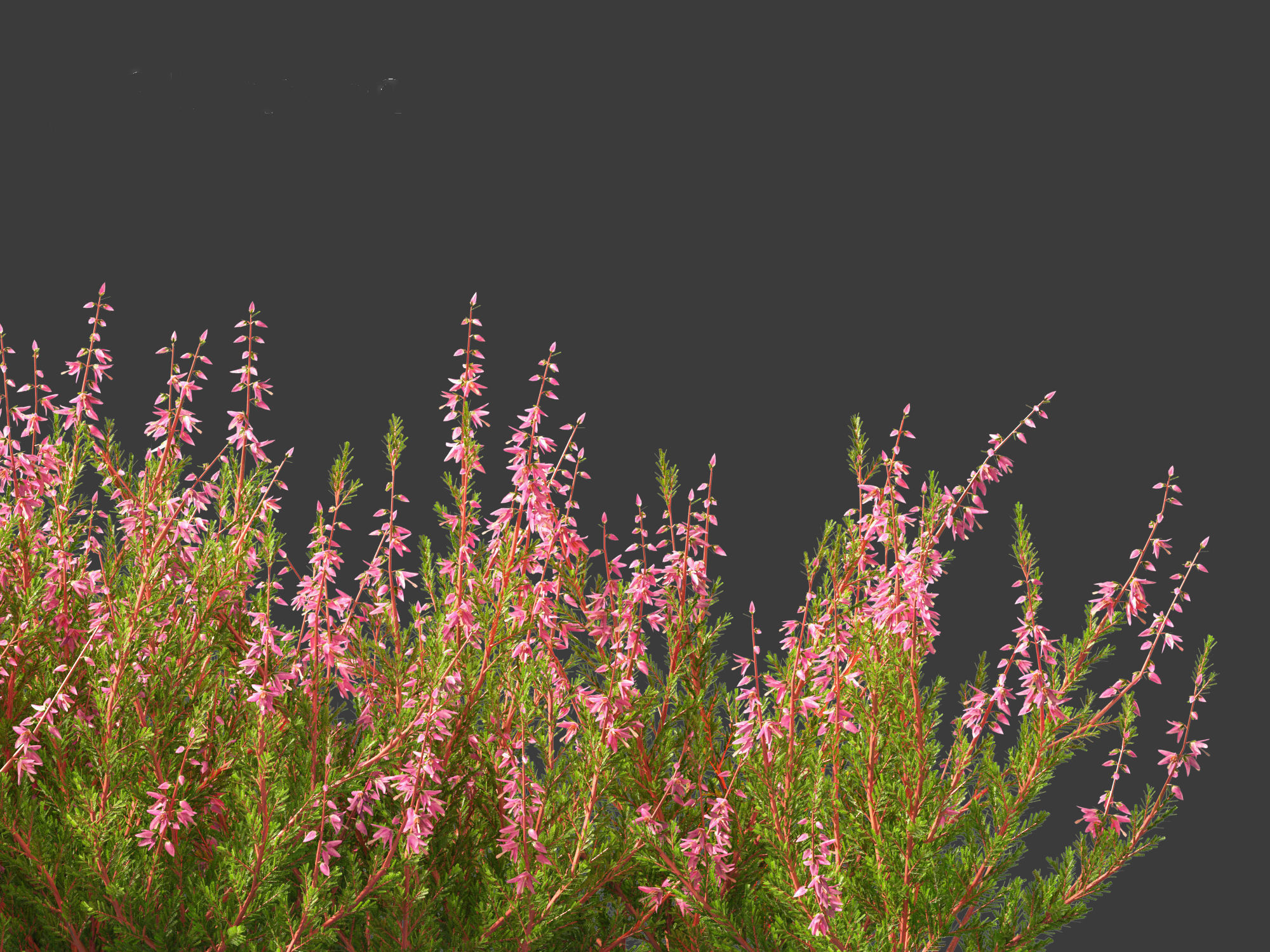 Calluna vulgaris -Scotch heather 3D model_12