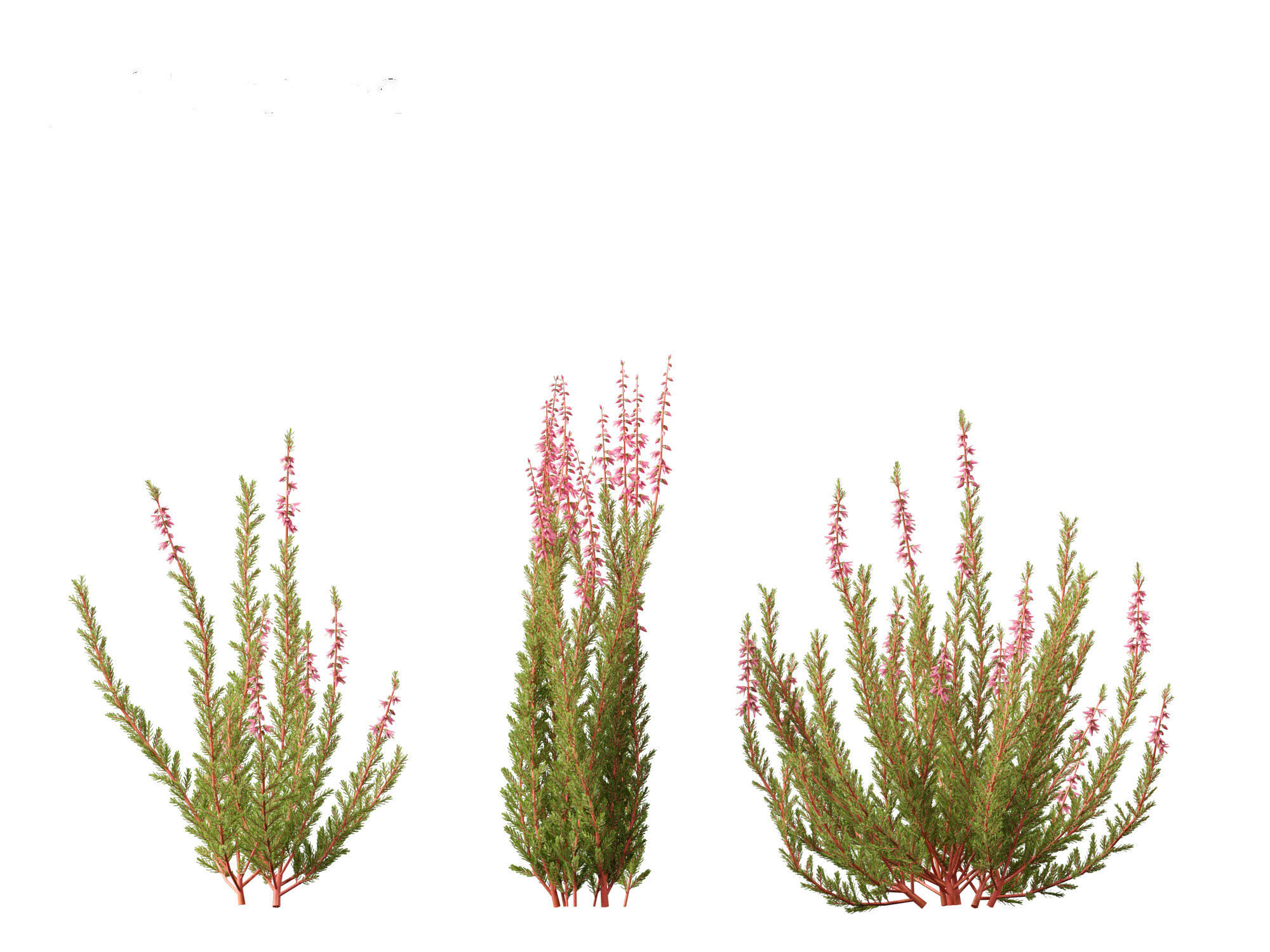 Calluna vulgaris -Scotch heather 3D model_15