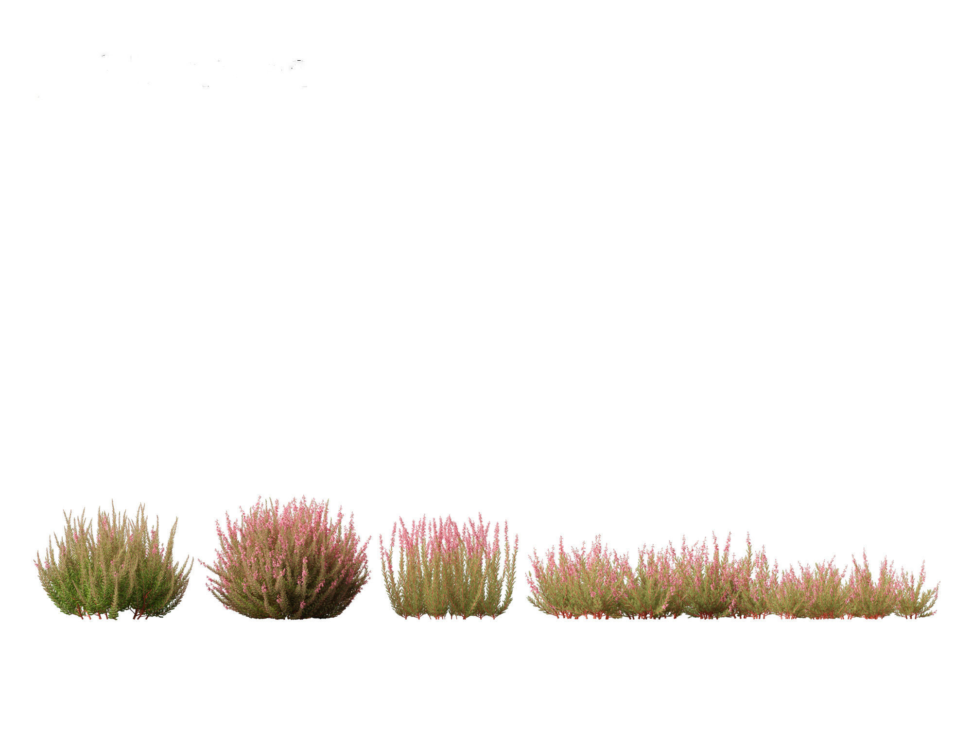 Calluna vulgaris -Scotch heather 3D model_3