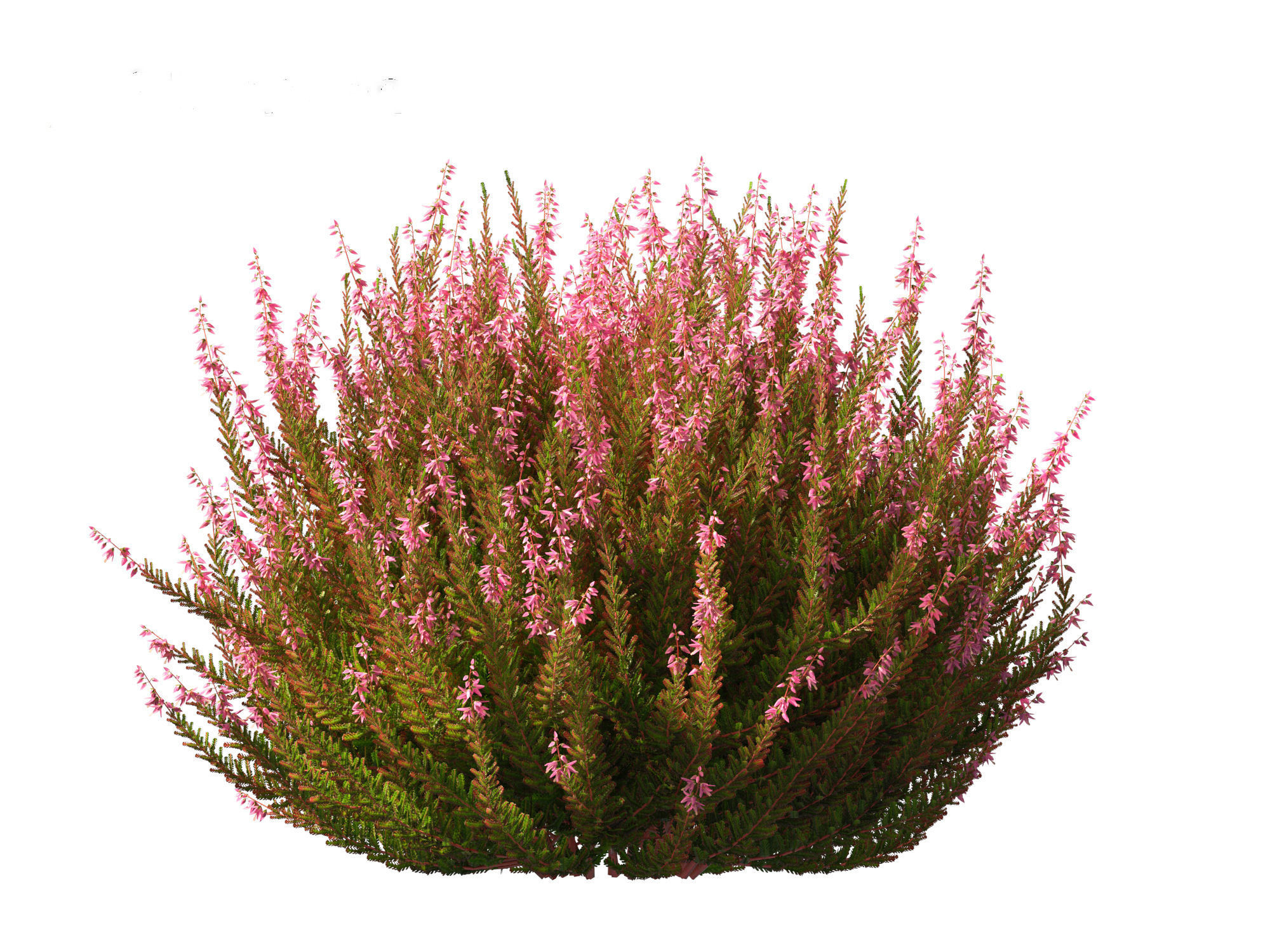 Calluna vulgaris -Scotch heather 3D model_8