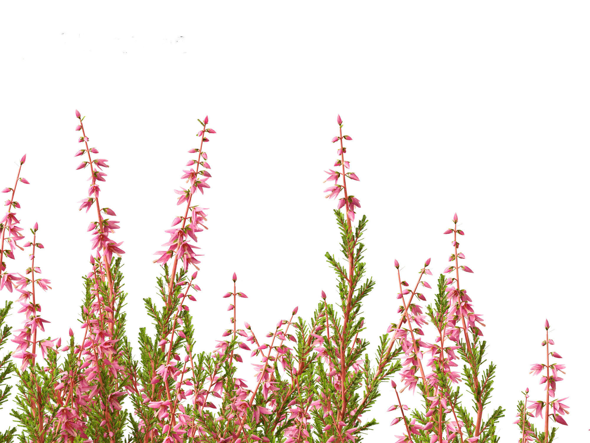 Calluna vulgaris -Scotch heather 3D model_9