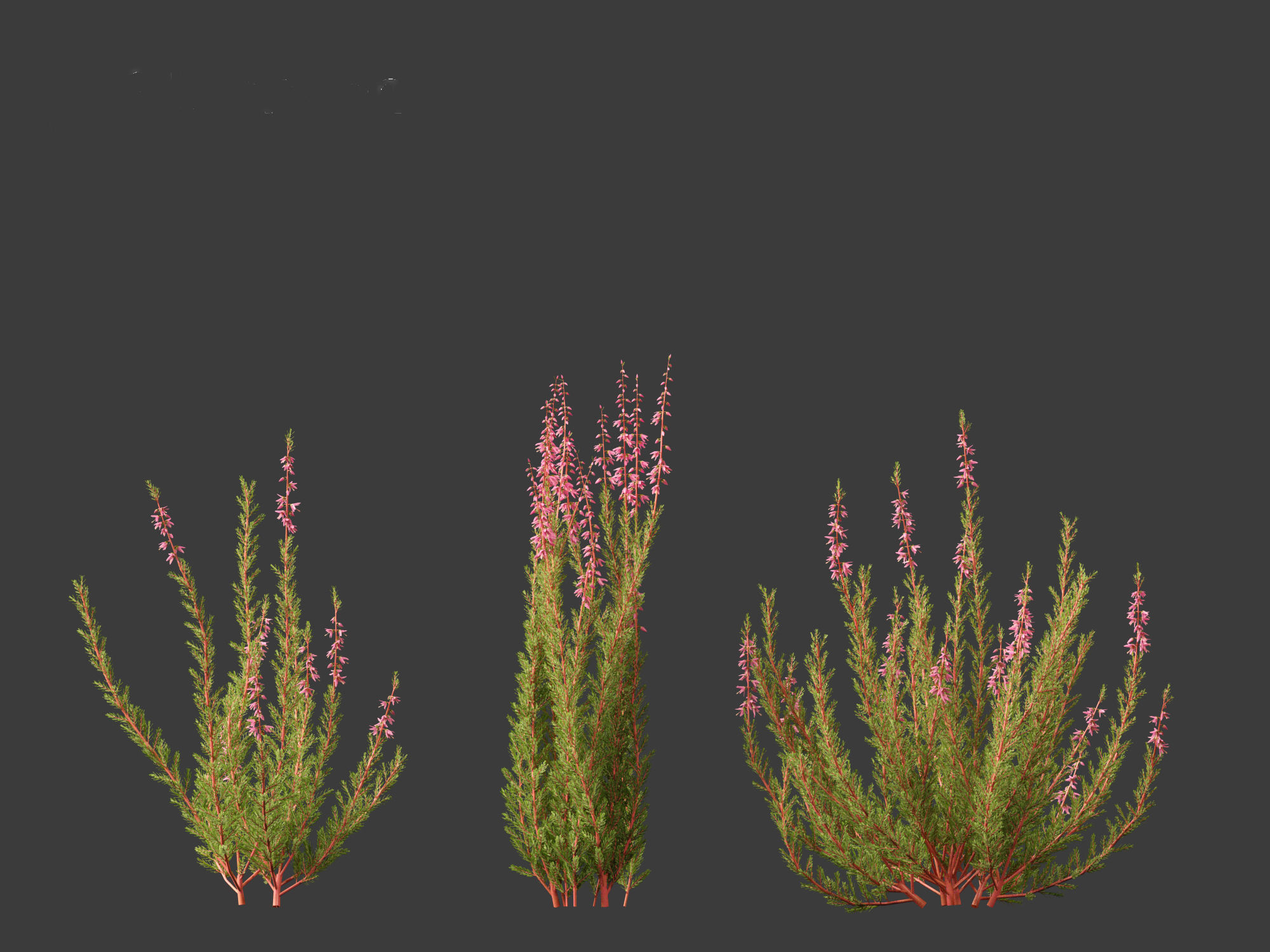 Calluna vulgaris -Scotch heather 3D model_16