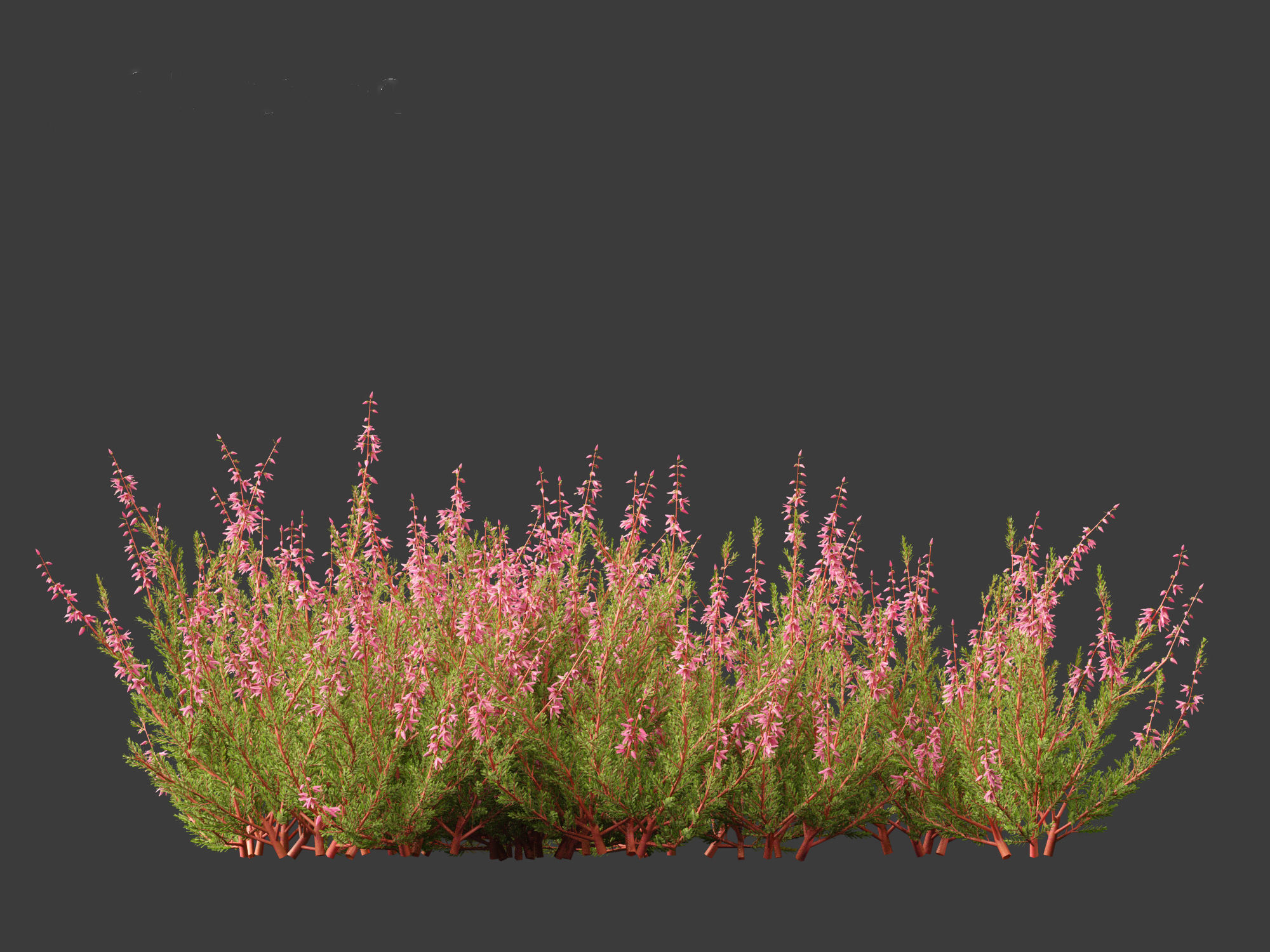 Calluna vulgaris -Scotch heather 3D model_18