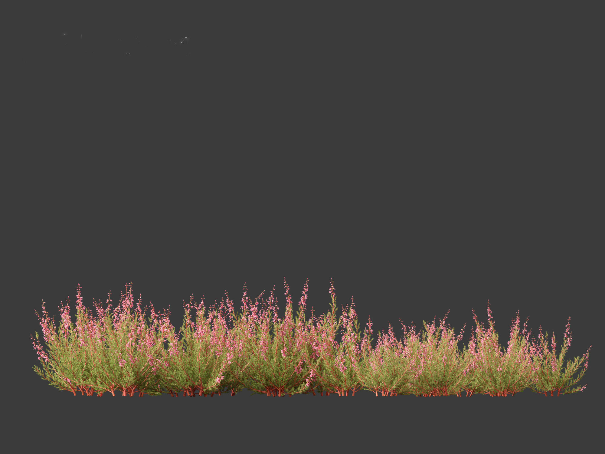 Calluna vulgaris -Scotch heather 3D model_4