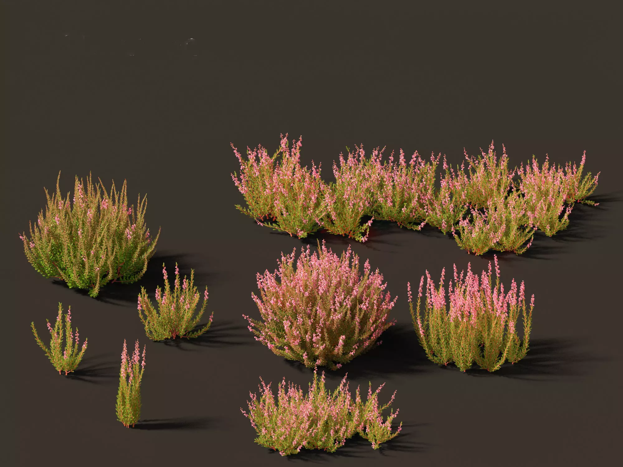 Calluna vulgaris -Scotch heather 3D model_0