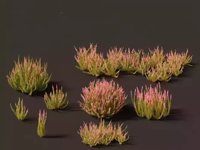 Calluna vulgaris -Scotch heather 3D model