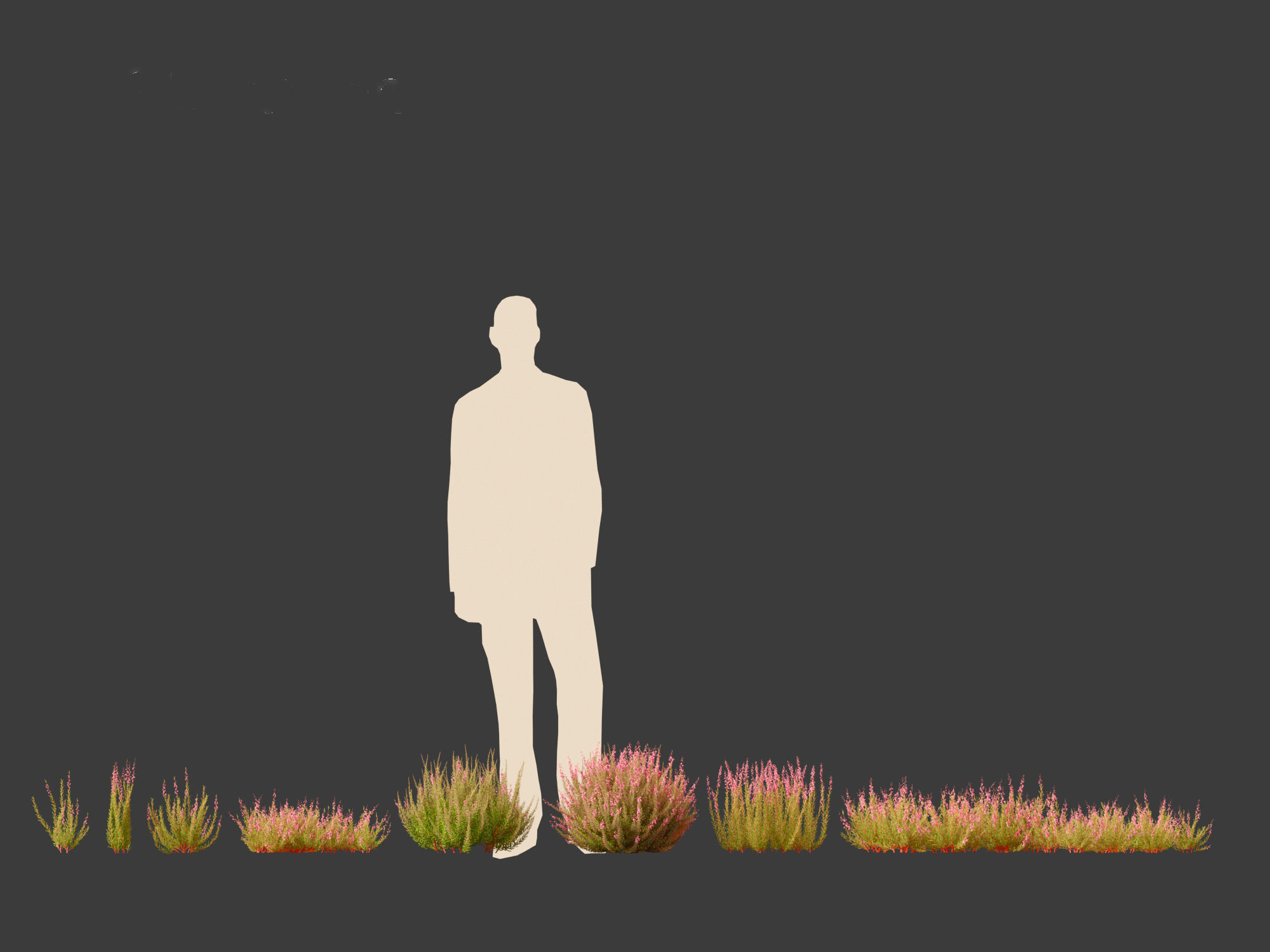 Calluna vulgaris -Scotch heather 3D model_13