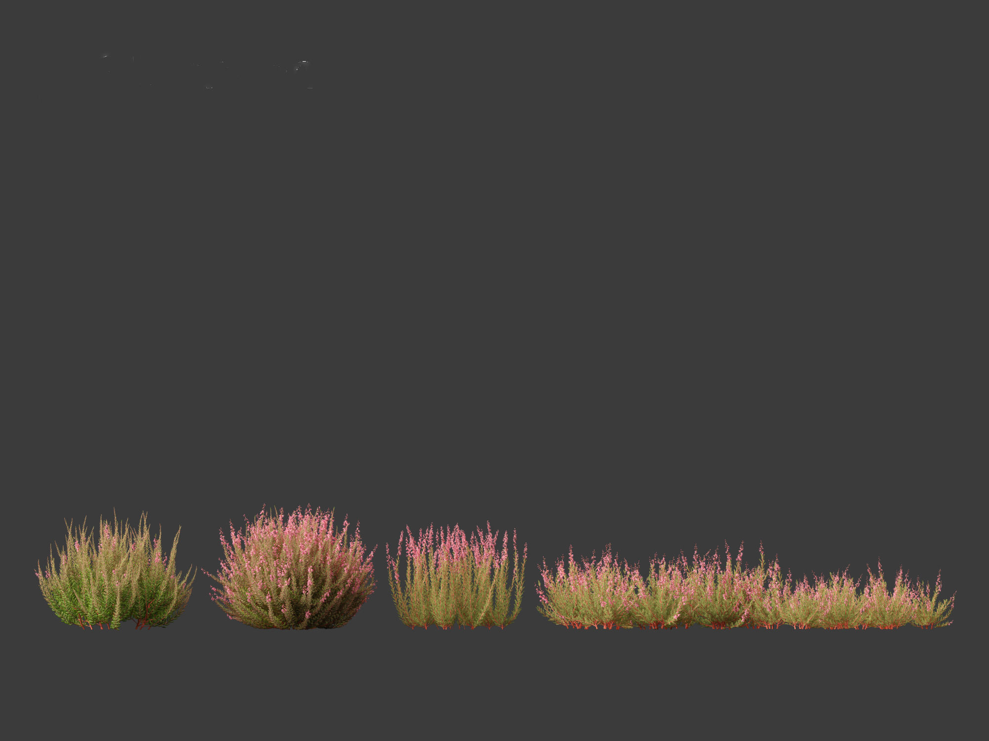 Calluna vulgaris -Scotch heather 3D model_2