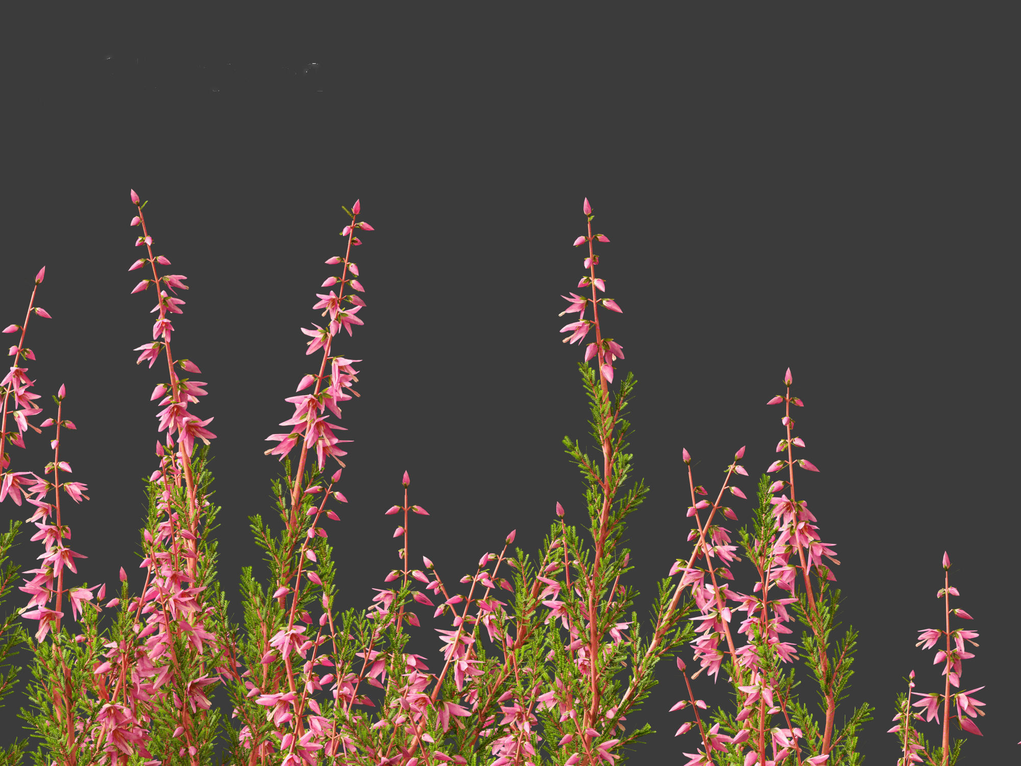 Calluna vulgaris -Scotch heather 3D model_10