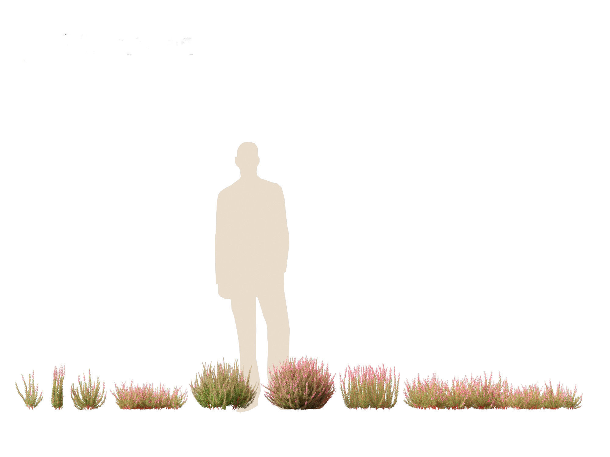 Calluna vulgaris -Scotch heather 3D model_1