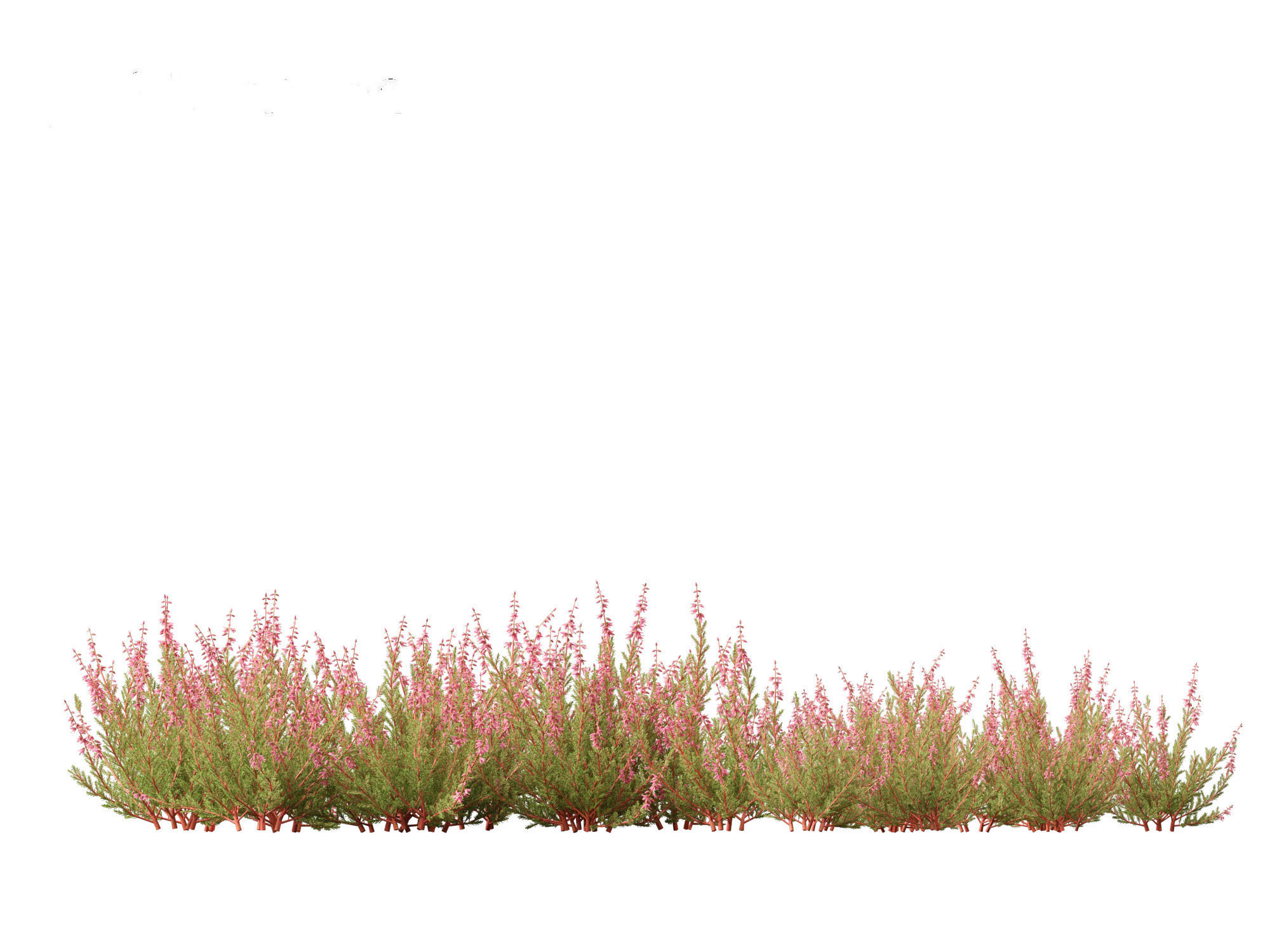 Calluna vulgaris -Scotch heather 3D model_5