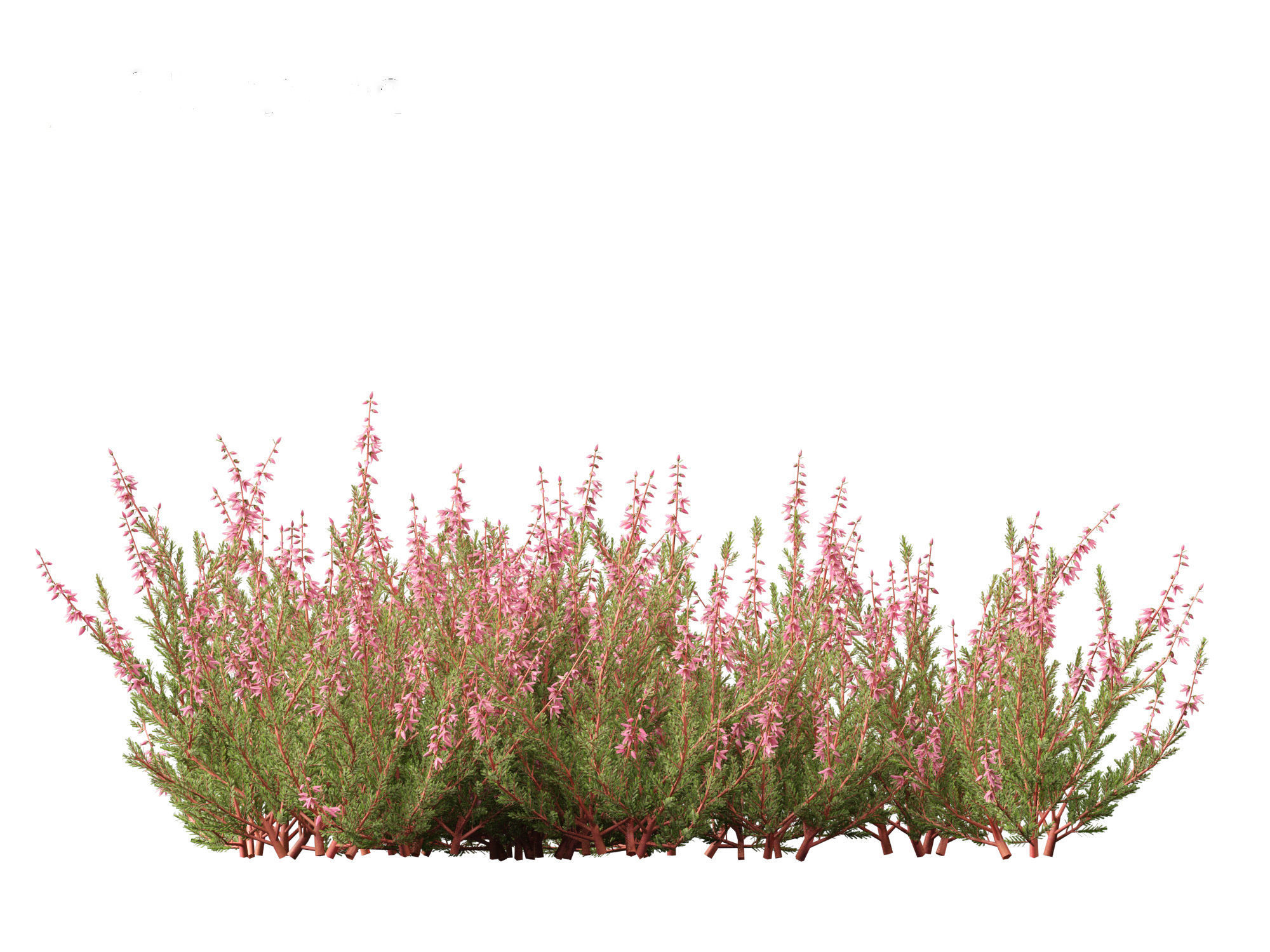 Calluna vulgaris -Scotch heather 3D model_17
