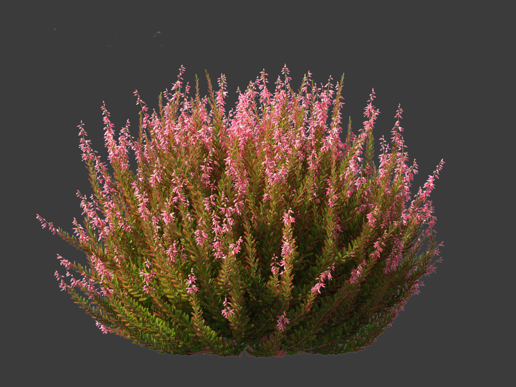 Calluna vulgaris -Scotch heather 3D model_6