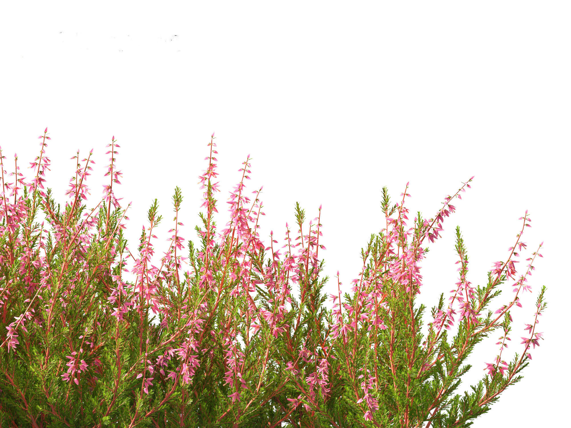 Calluna vulgaris -Scotch heather 3D model_11