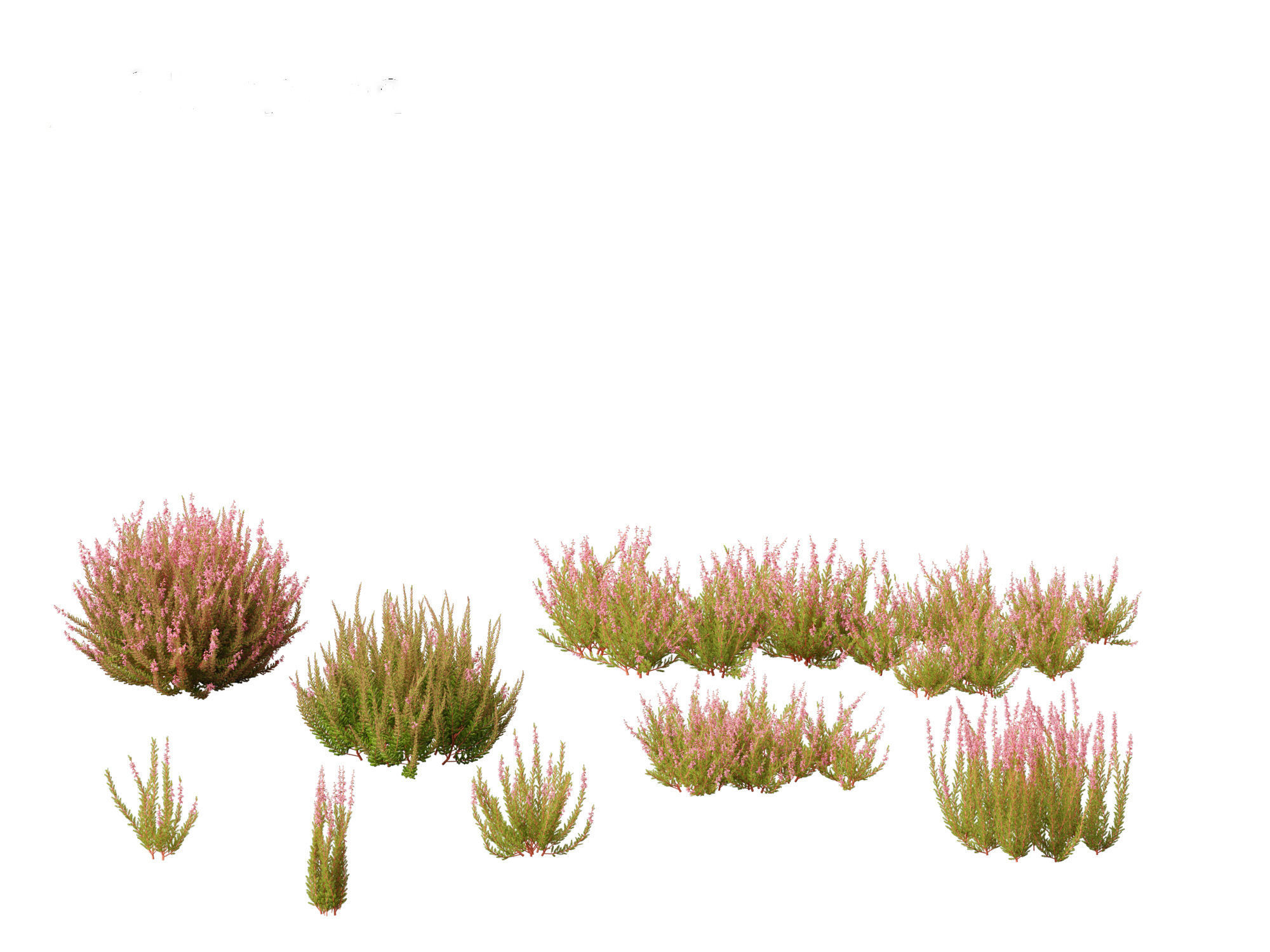 Calluna vulgaris -Scotch heather 3D model_7