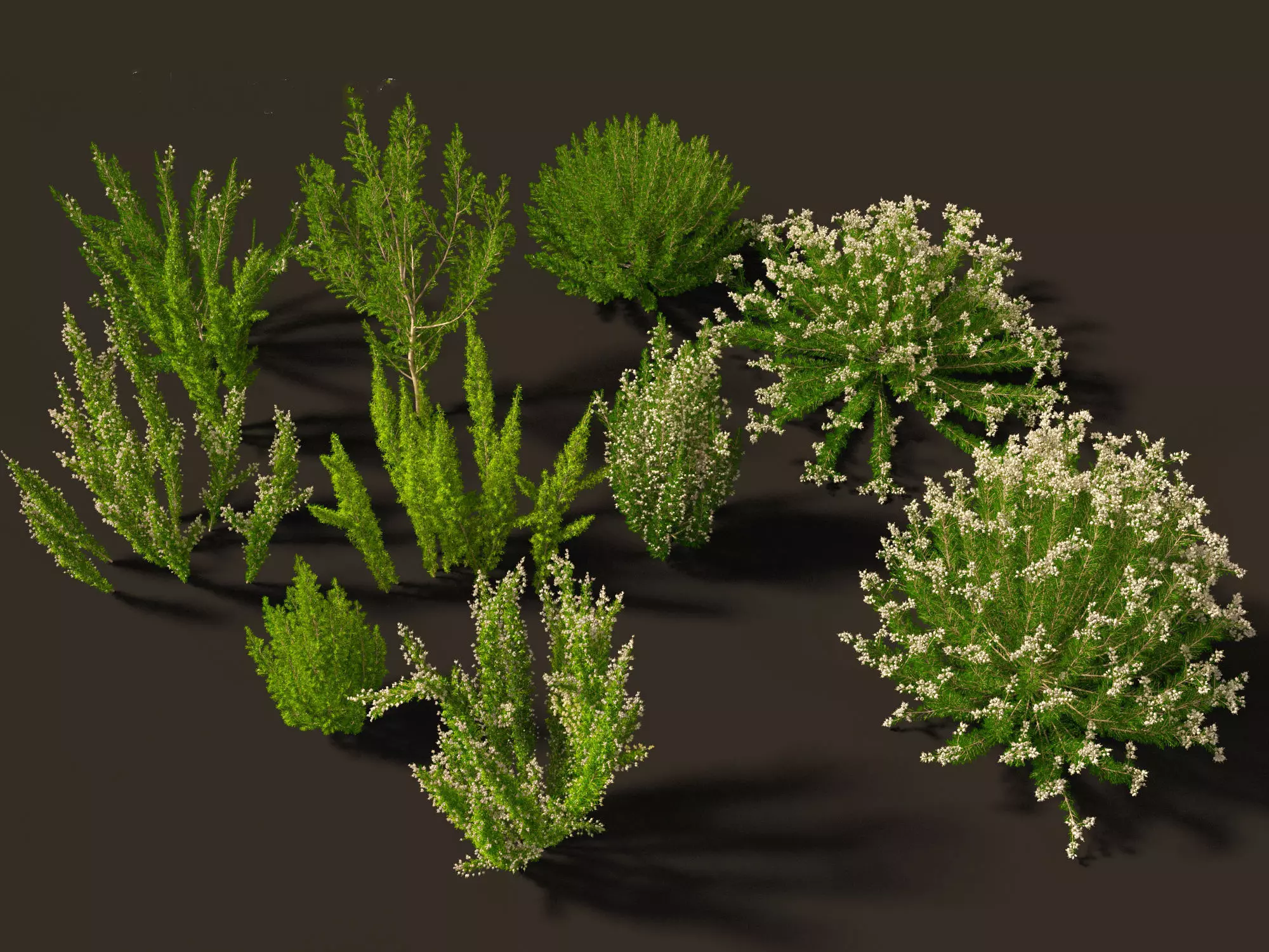 Erica Arborea - Tree heath 3D model
