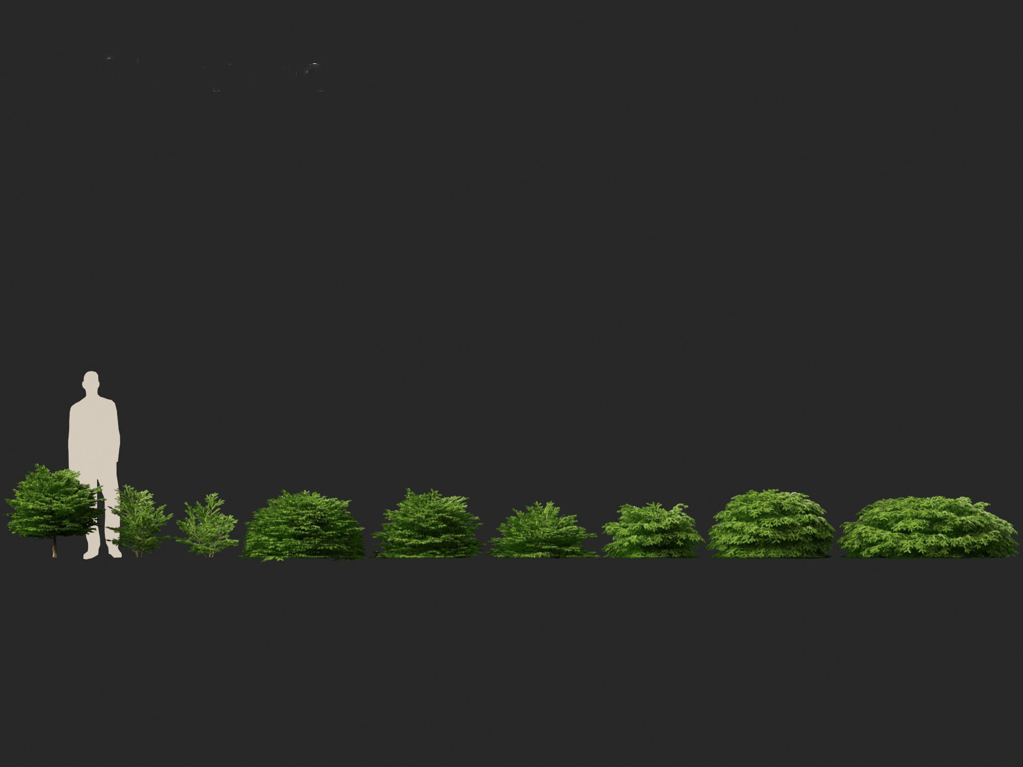 Picea abies Nidiformis - Norway spruce 3D model_3
