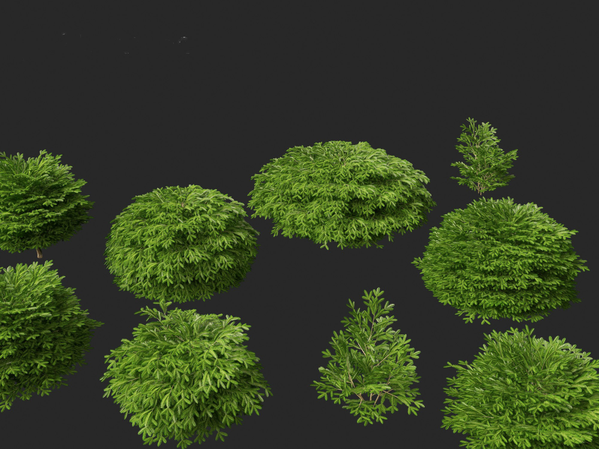 Picea abies Nidiformis - Norway spruce 3D model_2