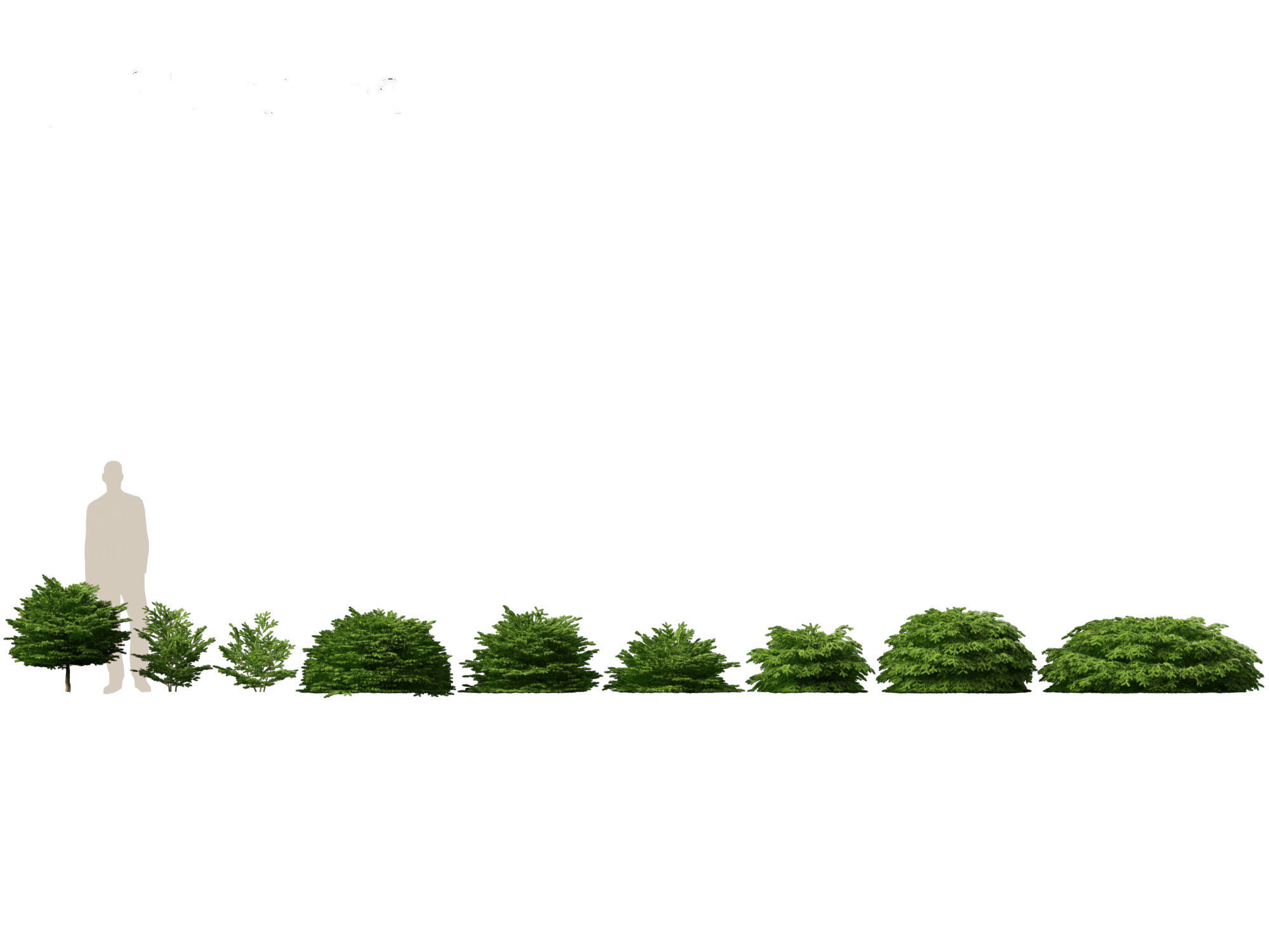 Picea abies Nidiformis - Norway spruce 3D model_1
