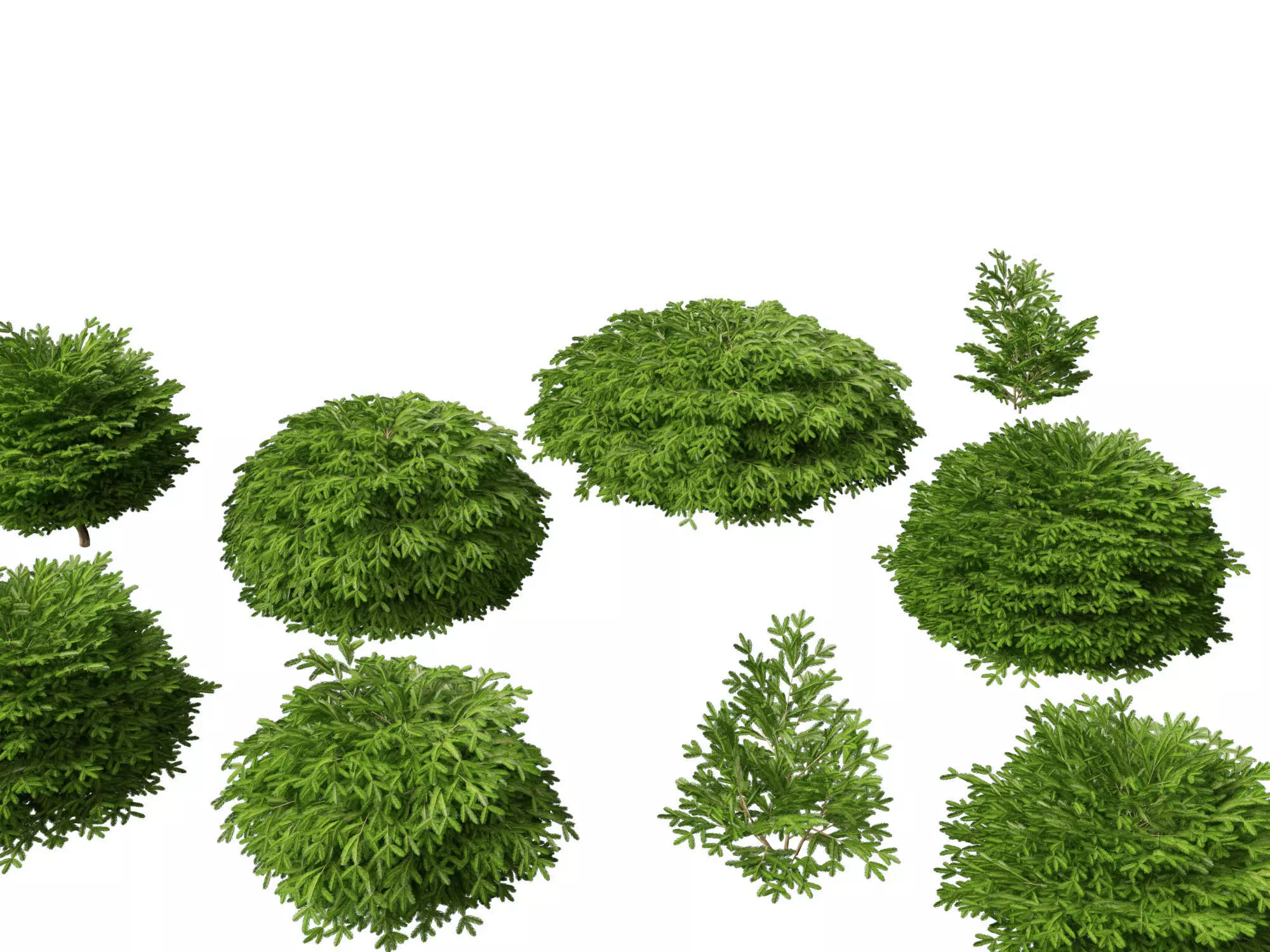 Picea abies Nidiformis - Norway spruce 3D model_0