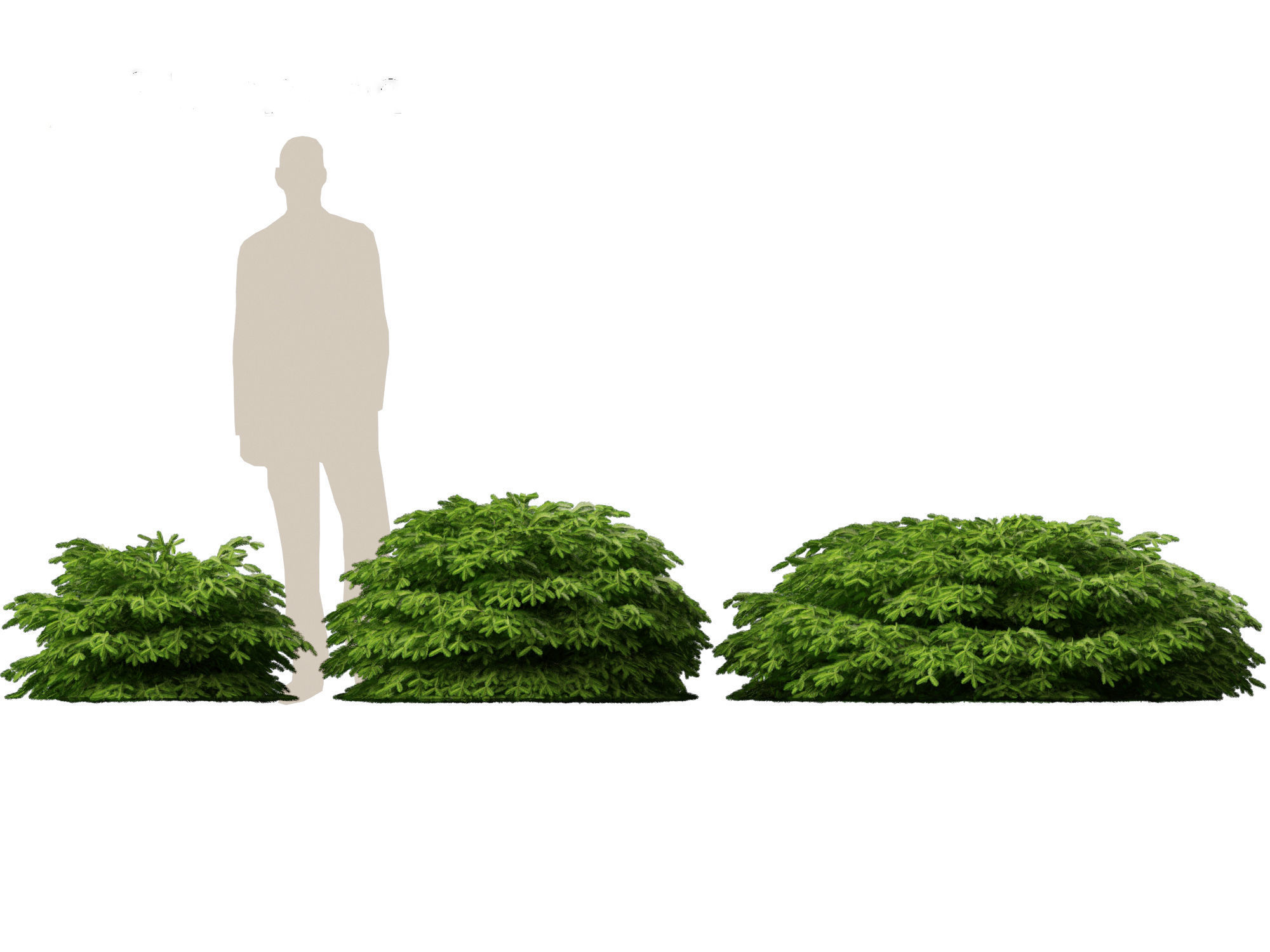 Picea abies Nidiformis - Norway spruce 3D model_8