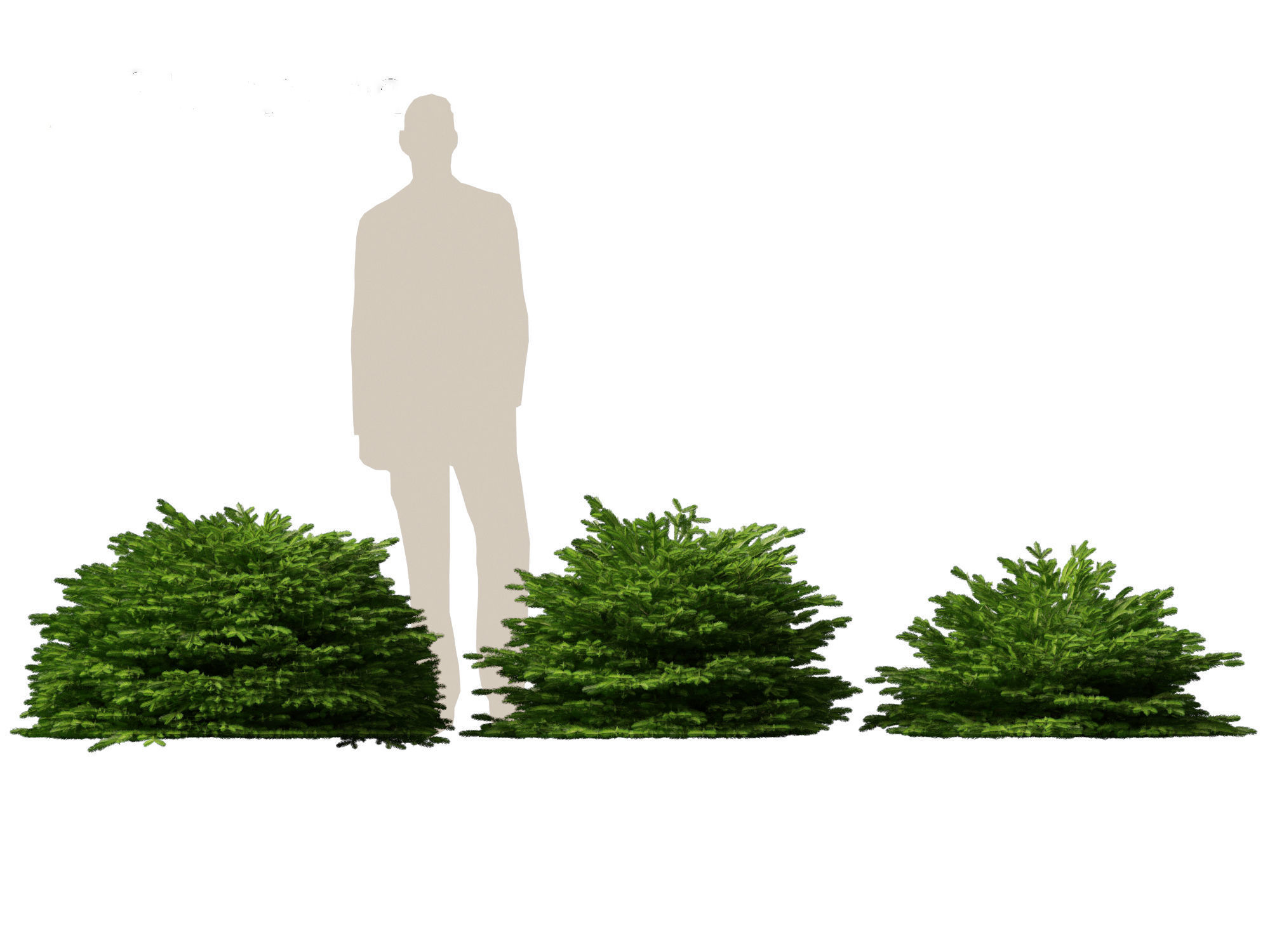 Picea abies Nidiformis - Norway spruce 3D model_6