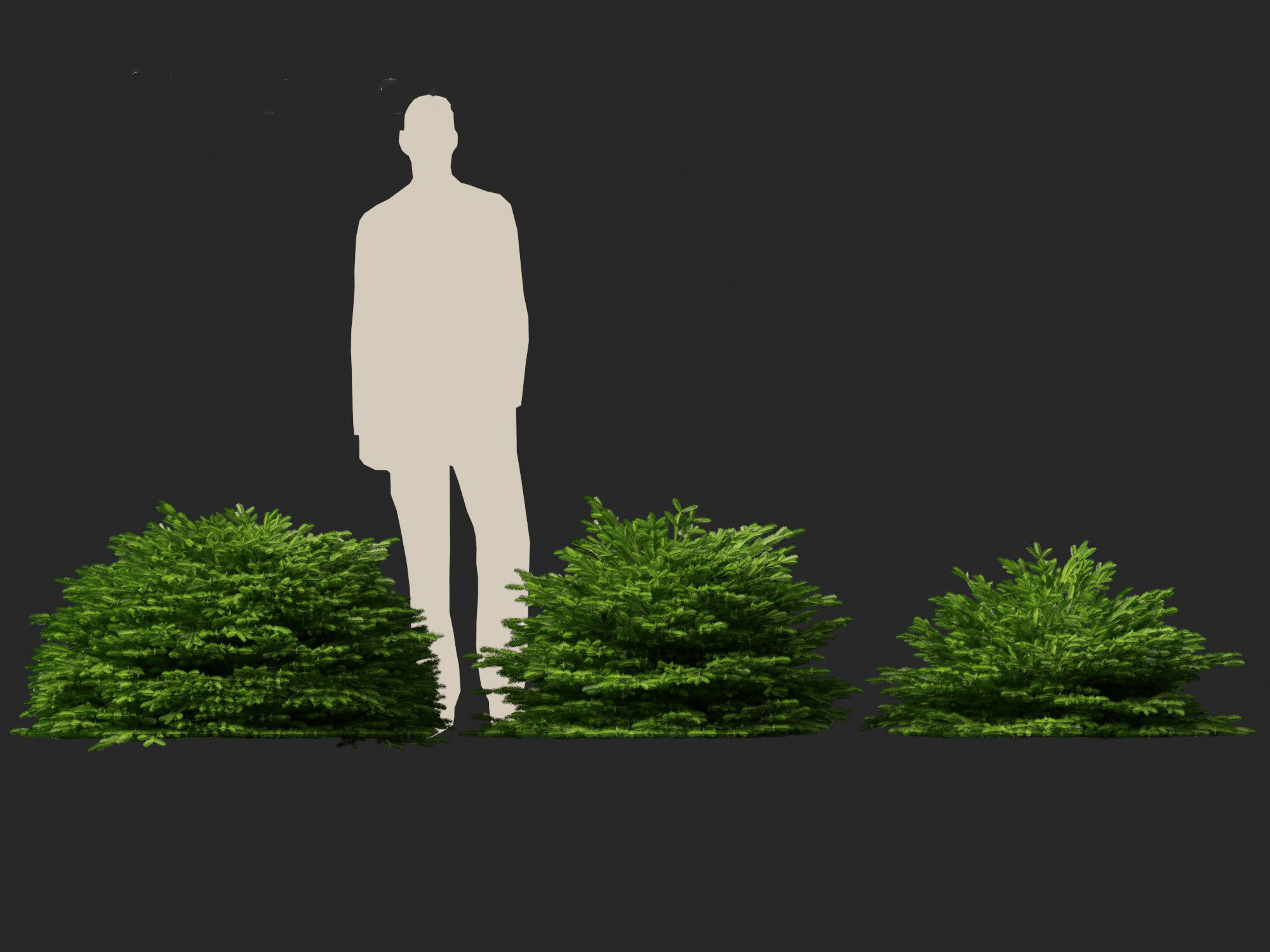 Picea abies Nidiformis - Norway spruce 3D model_7